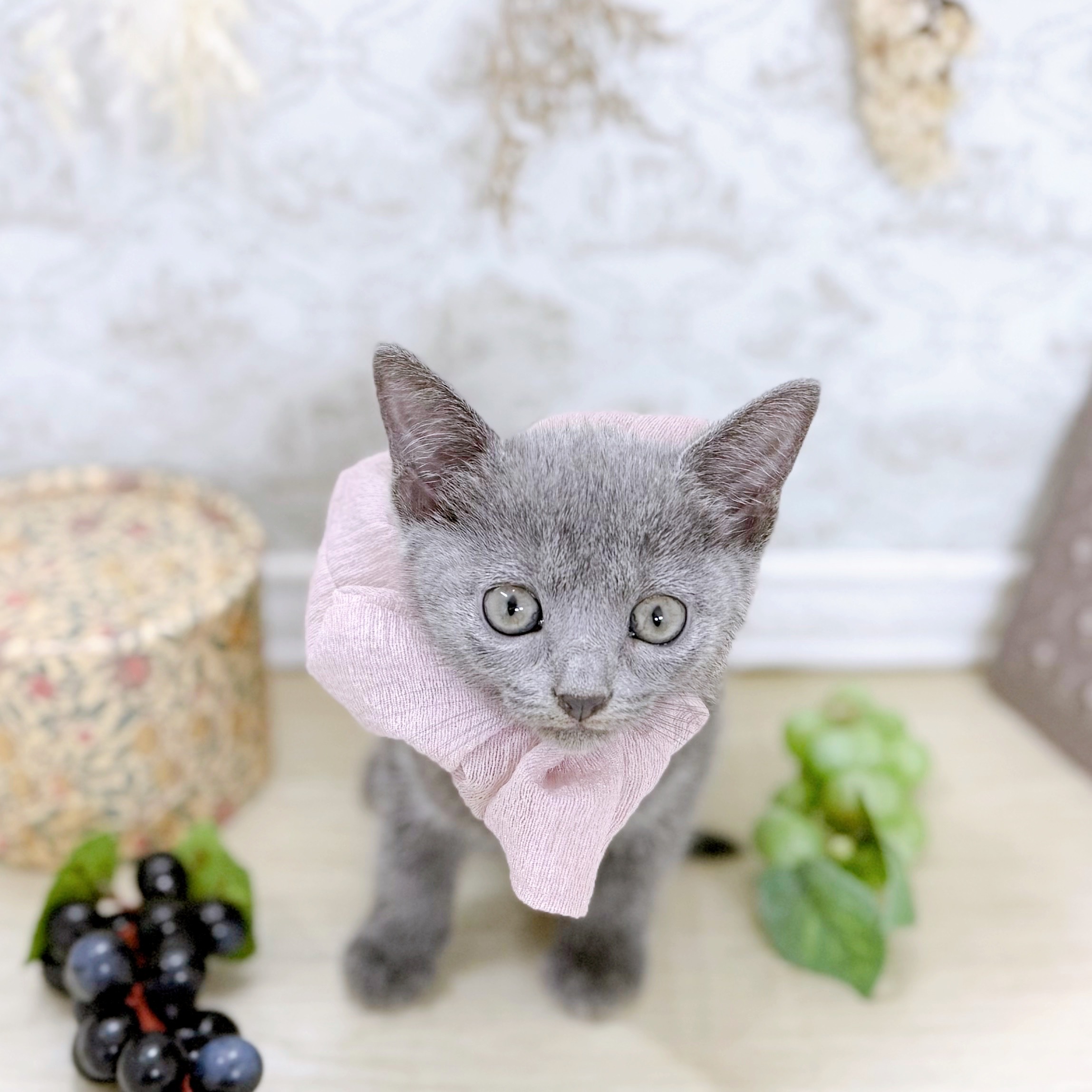 福井県のロシアンブルー (犬の家＆猫の里アミーゴ福井大和田店/2025年8月13日生まれ/女の子/ブルー)の子猫の1枚目の画像