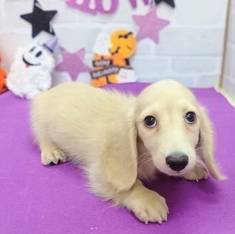 静岡県のミニチュアダックスフンド(ロング) (犬の家＆猫の里プレ葉ウォーク浜北店/2025年8月11日生まれ/男の子/イエロー)の子犬の3枚目の画像