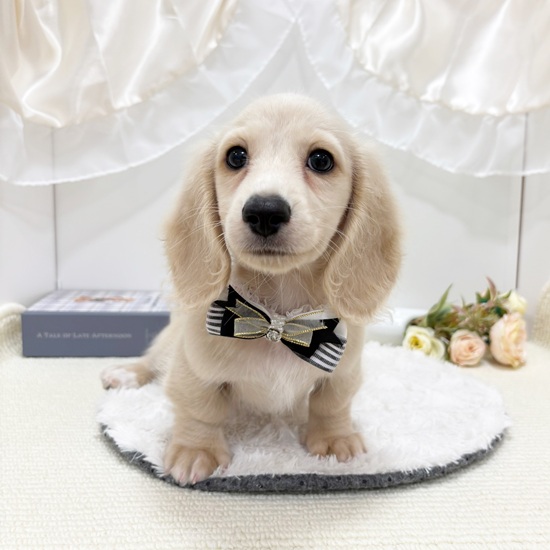 岐阜県のミニチュアダックスフンド(ロング) (犬の家＆猫の里カラフルタウン岐阜店/2025年8月11日生まれ/男の子/イエロー)の子犬の1枚目の画像
