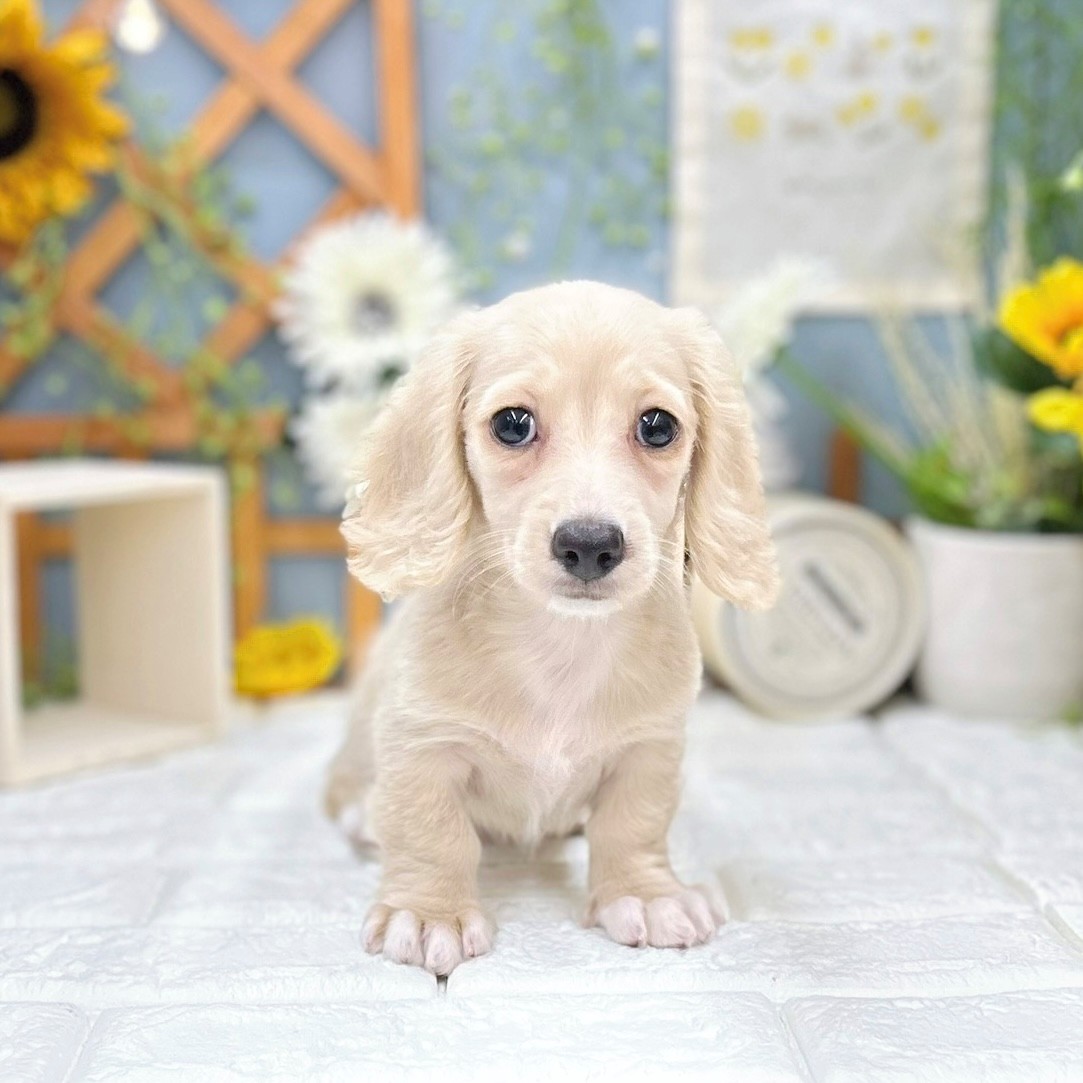 千葉県のミニチュアダックスフンド(ロング) (犬の家＆猫の里ワンズモール稲毛店/2025年8月11日生まれ/女の子/イエロー)の子犬の3枚目の画像