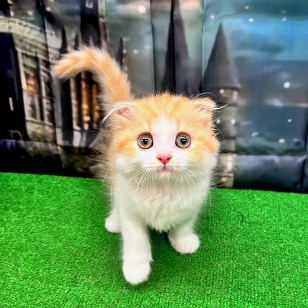 愛知県のスコティッシュフォールド (犬の家＆猫の里名古屋天白店/2025年8月4日生まれ/女の子/レッドタビーホワイト)の子猫の3枚目の画像