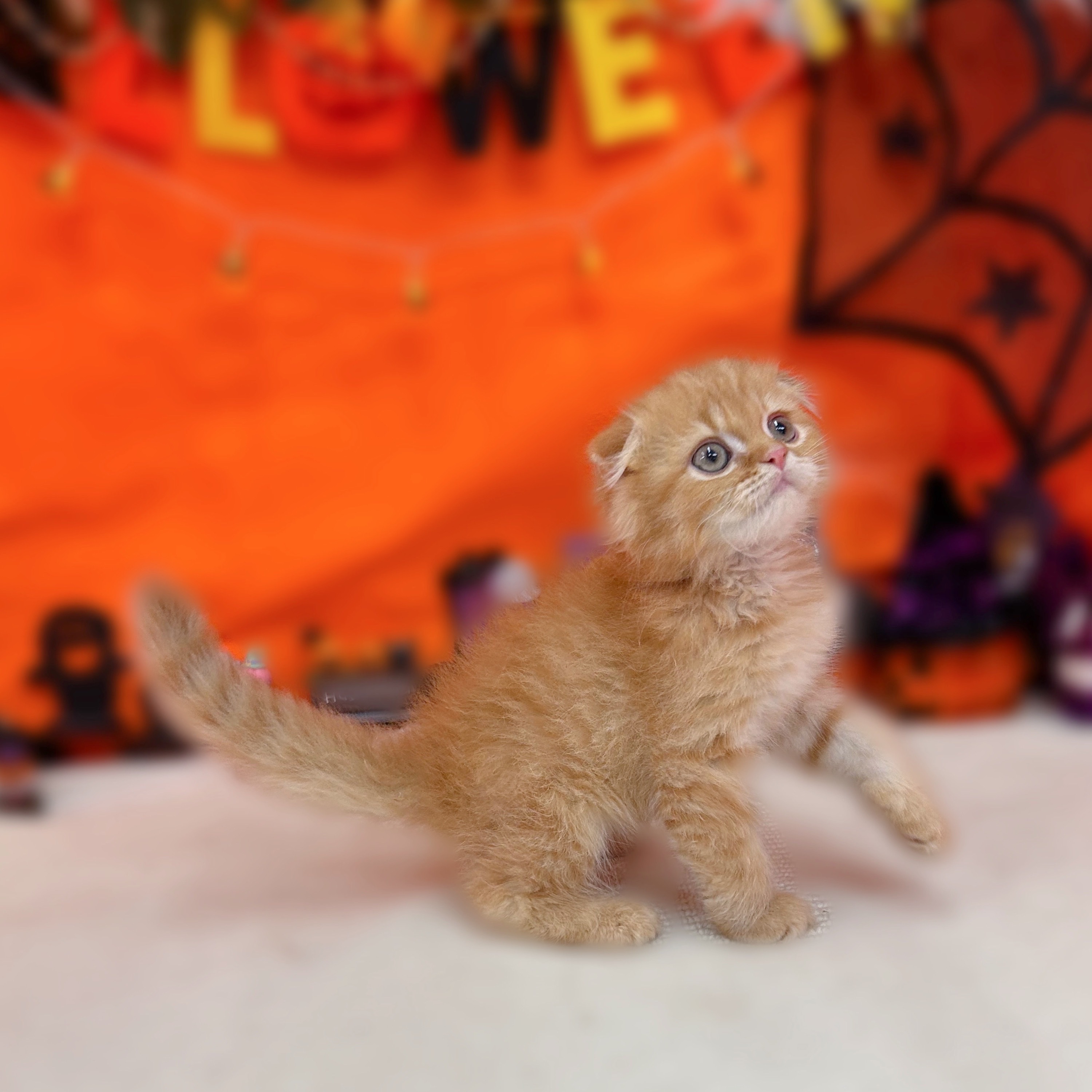 岐阜県のスコティッシュフォールド (犬の家＆猫の里岐南店/2025年8月4日生まれ/男の子/レッドタビー)の子猫の3枚目の画像