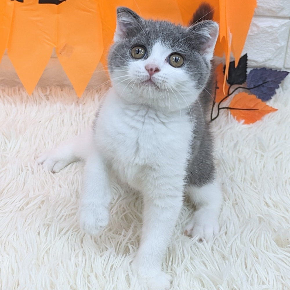 愛知県のスコティッシュフォールド (犬の家＆猫の里MEGAドン・キホーテ東海名和店/2025年8月9日生まれ/女の子/ブルータビーホワイト)の子猫の3枚目の画像