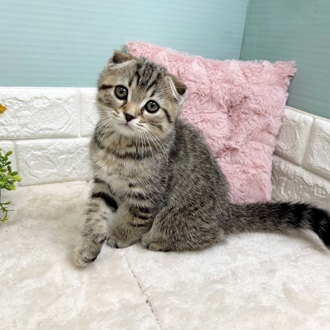 静岡県のスコティッシュフォールド (犬の家＆猫の里マークイズ静岡店/2025年8月14日生まれ/男の子/ブラウンタビー)の子猫の3枚目の画像