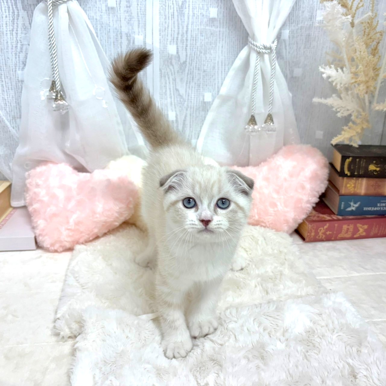 神奈川県のスコティッシュフォールド (犬の家＆猫の里相模原店/2025年8月14日生まれ/男の子/ブルーリンクスポイントホワイト)の子猫の3枚目の画像
