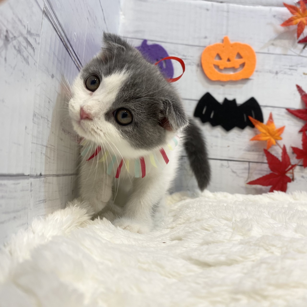長野県のスコティッシュフォールド (犬の家＆猫の里カインズ梓川店/2025年8月14日生まれ/男の子/ブルーホワイト)の子猫の3枚目の画像
