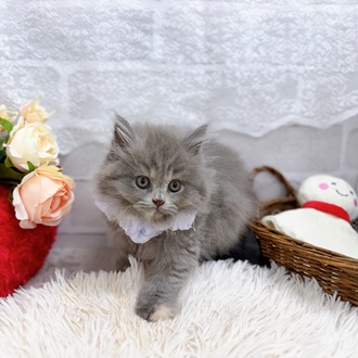 滋賀県のブリティッシュロングヘアー (犬の家＆猫の里長浜店/2025年8月8日生まれ/女の子/ブルーパッチドタビー)の子猫の3枚目の画像