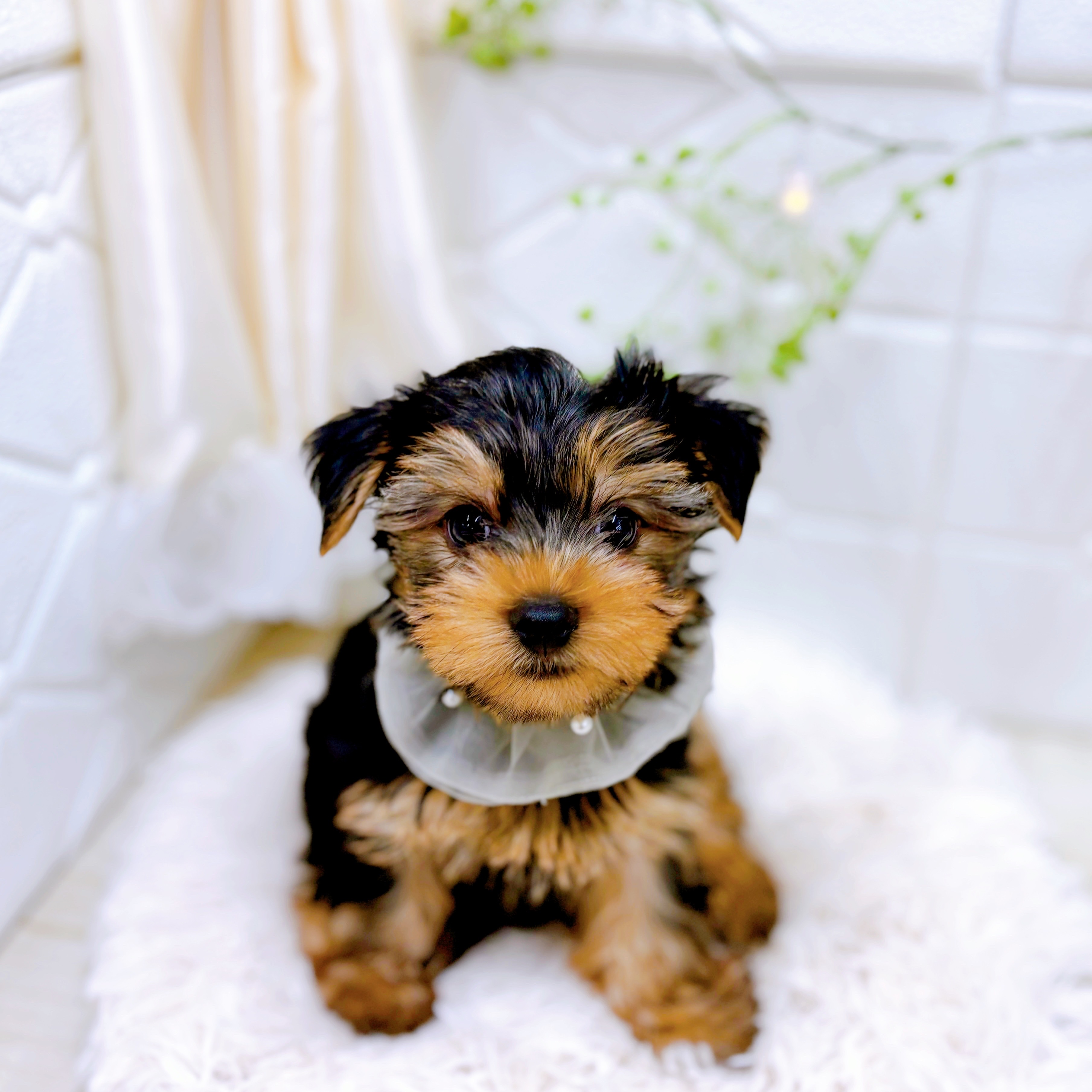 兵庫県のヨークシャーテリア (犬の家＆猫の里ニッケパークタウン加古川店/2025年8月13日生まれ/男の子/スチールブルータン)の子犬の3枚目の画像