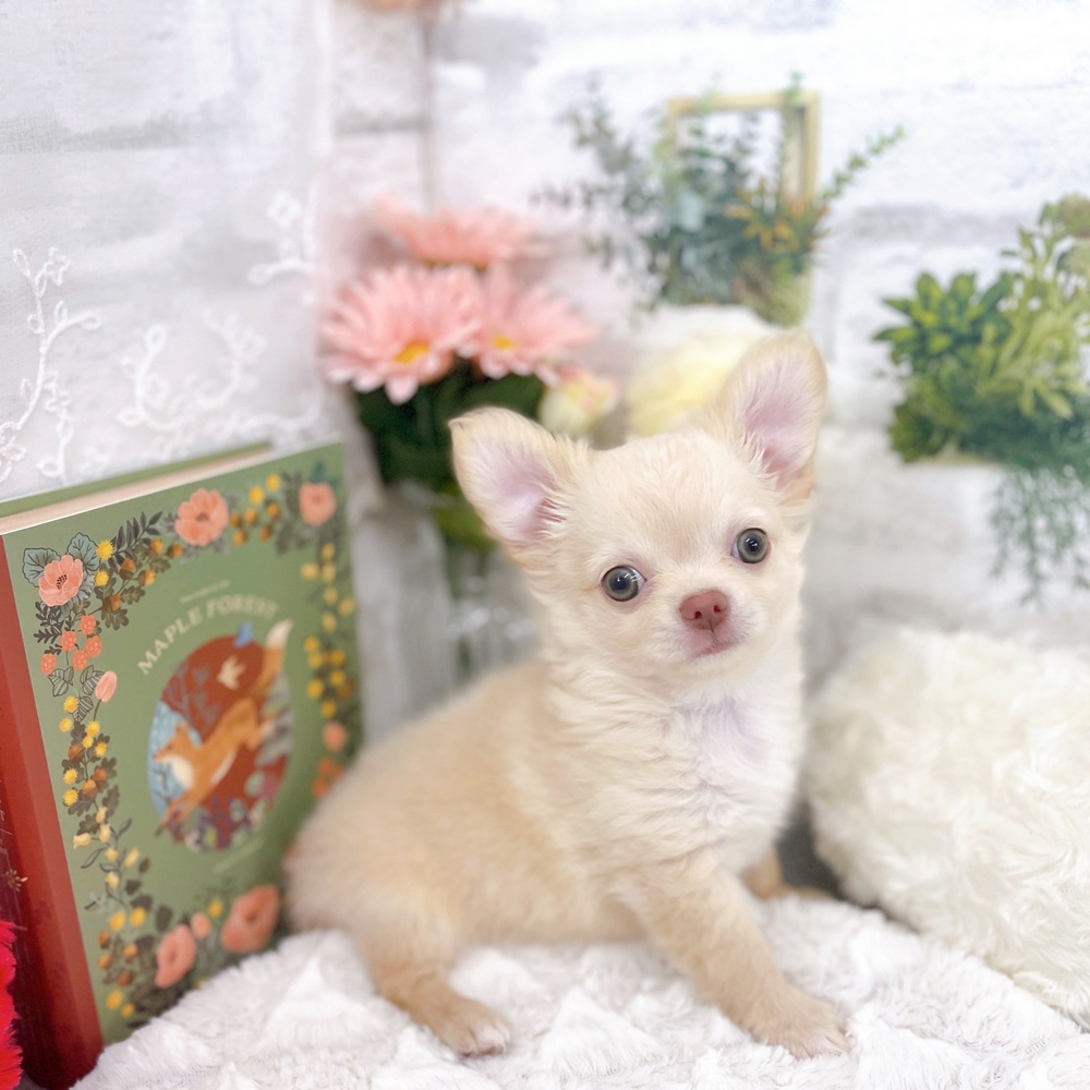 京都府のチワワ(ロング) (犬の家＆猫の里京都樟葉店/2025年8月10日生まれ/男の子/クリーム)の子犬の3枚目の画像