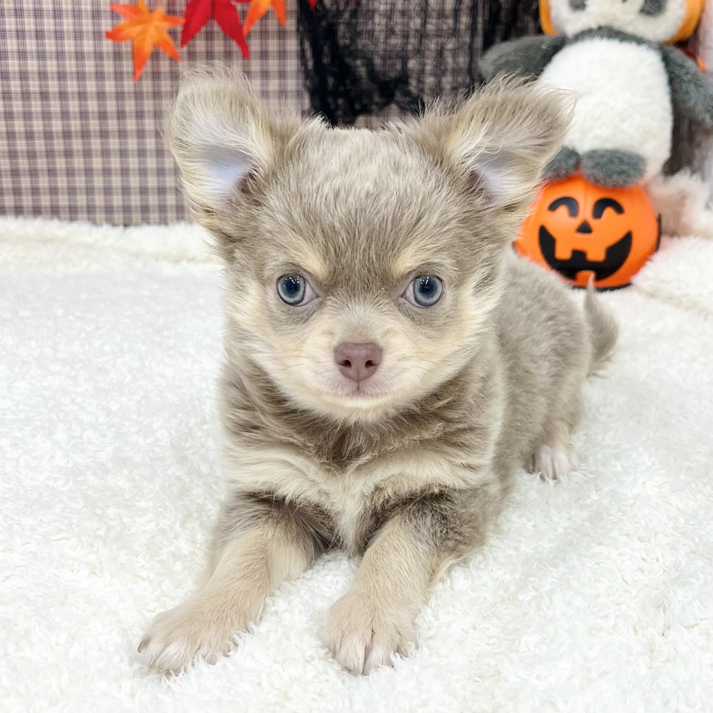 愛知県のチワワ(ロング) (犬の家&猫の里エアポートウォーク店/2025年8月10日生まれ/男の子/イザベラクリーム)の子犬の1枚目の画像