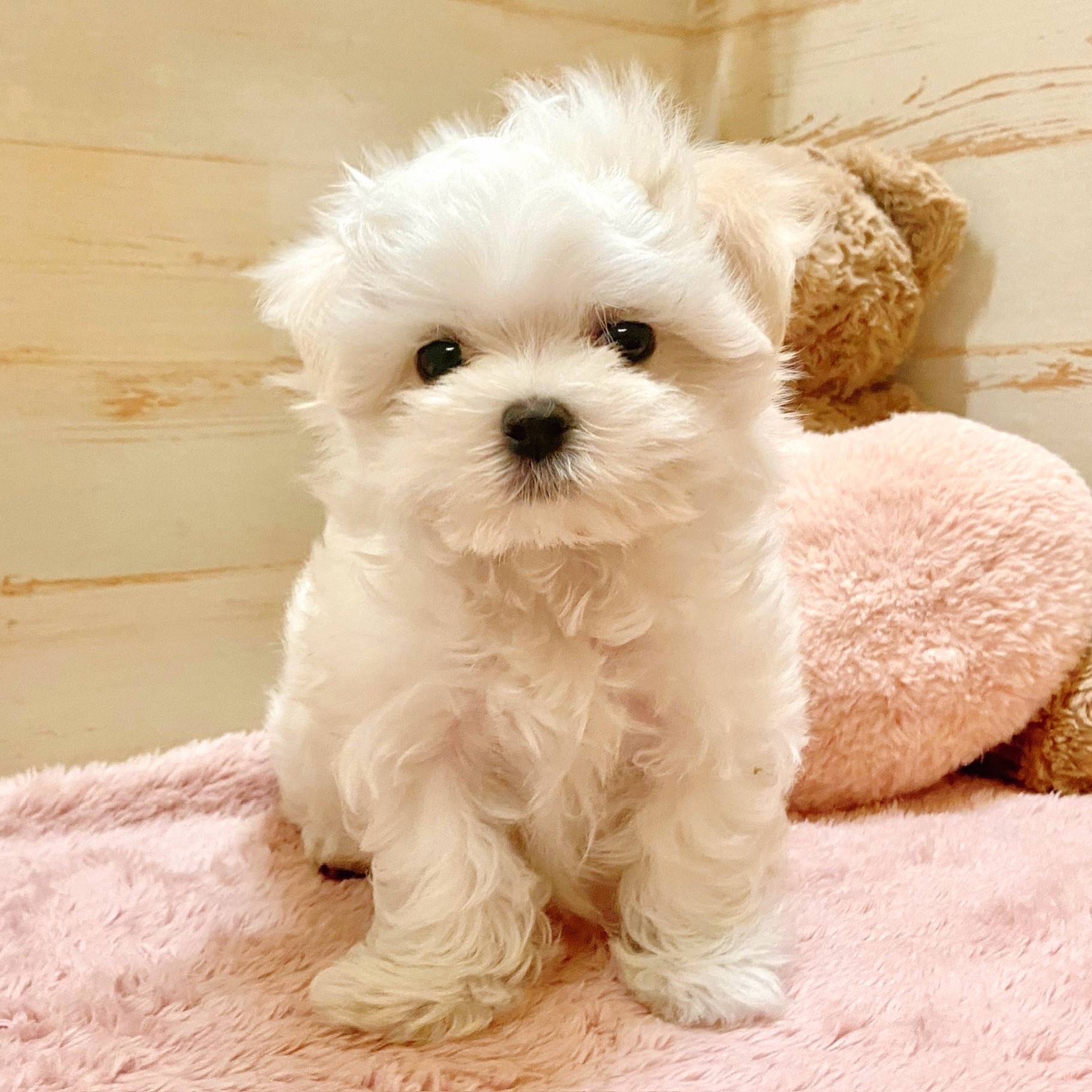 兵庫県のマルチーズ (犬の家＆猫の里神戸店/2025年8月16日生まれ/男の子/ホワイト)の子犬の3枚目の画像