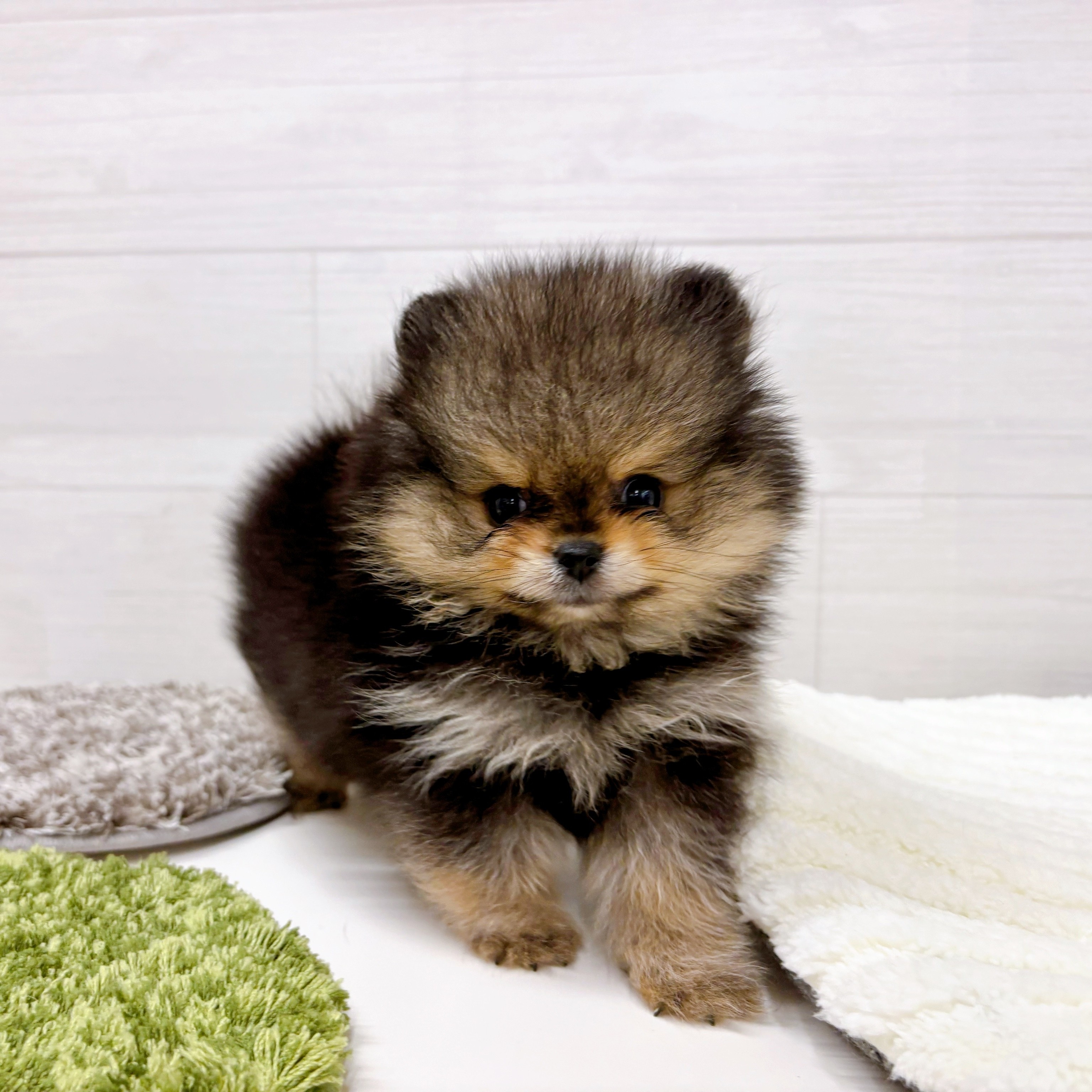 石川県のポメラニアン (犬の家＆猫の里アミーゴ金沢おこばた店/2025年8月12日生まれ/女の子/ウルフセーブル)の子犬の3枚目の画像