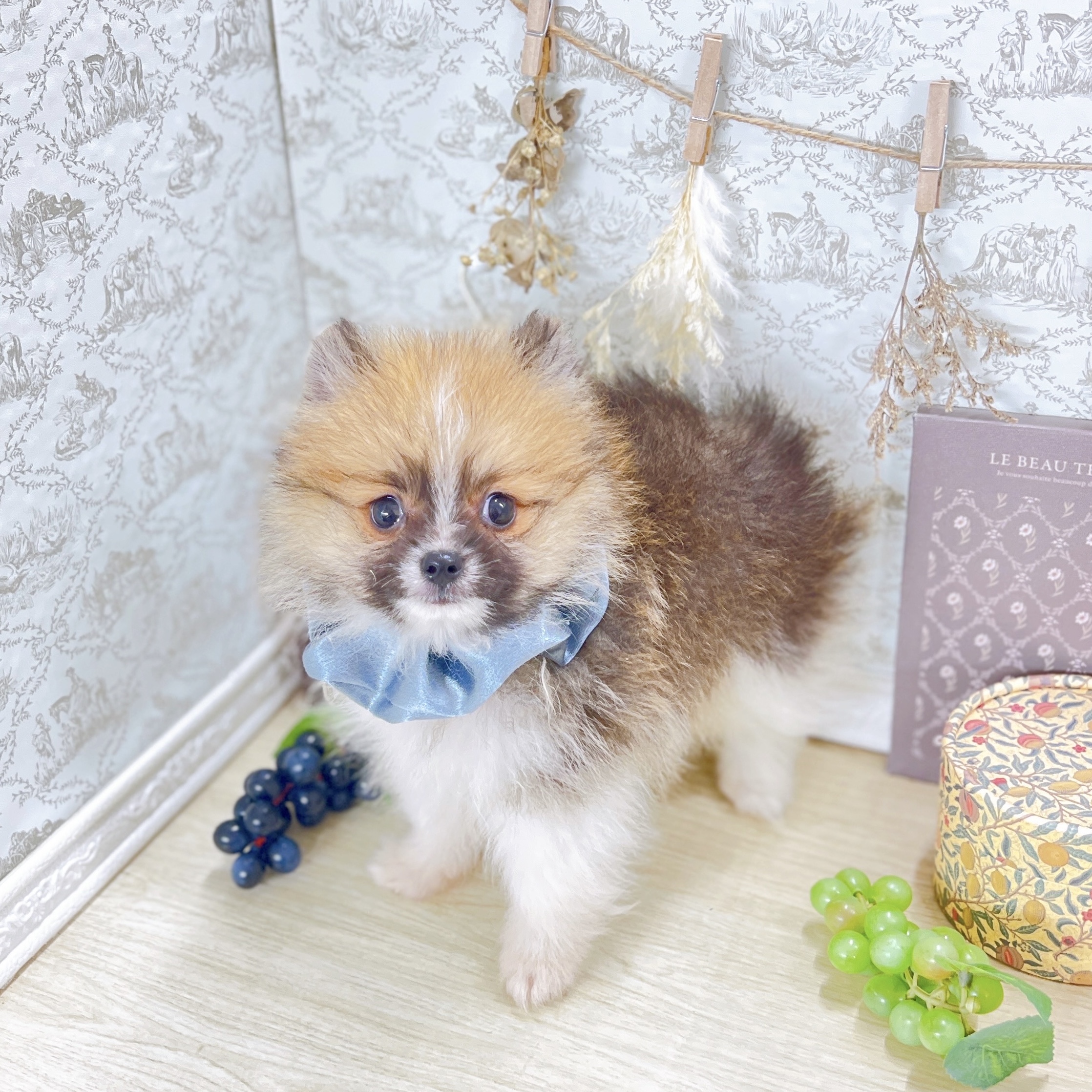 福井県のポメラニアン (犬の家＆猫の里アミーゴ福井大和田店/2025年8月11日生まれ/男の子/パーティーカラー)の子犬の3枚目の画像