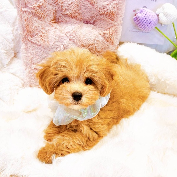 福井県のマルプー(マルチーズ×プードル) (犬の家＆猫の里福井店/2025年8月15日生まれ/男の子/アプリコットホワイト)の子犬の3枚目の画像