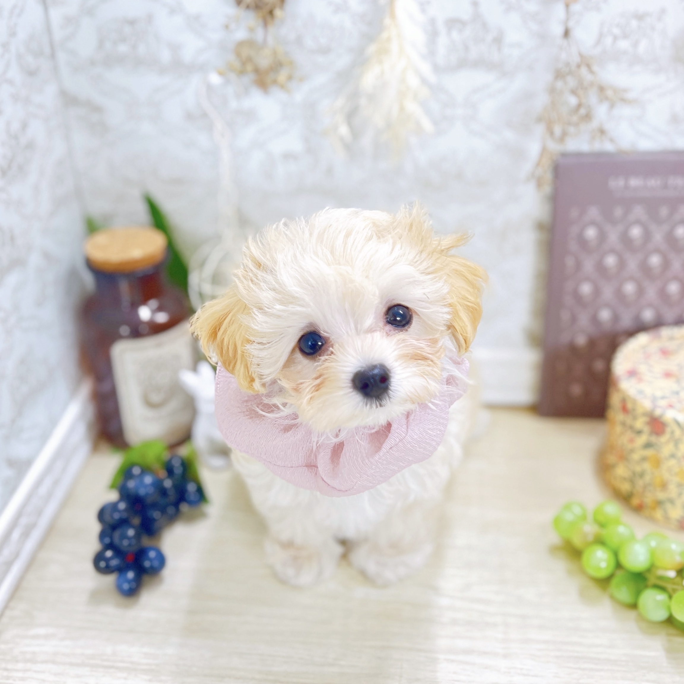 福井県のマルプー(マルチーズ×プードル) (犬の家＆猫の里アミーゴ福井大和田店/2025年8月16日生まれ/女の子/クリームホワイト)の子犬の3枚目の画像