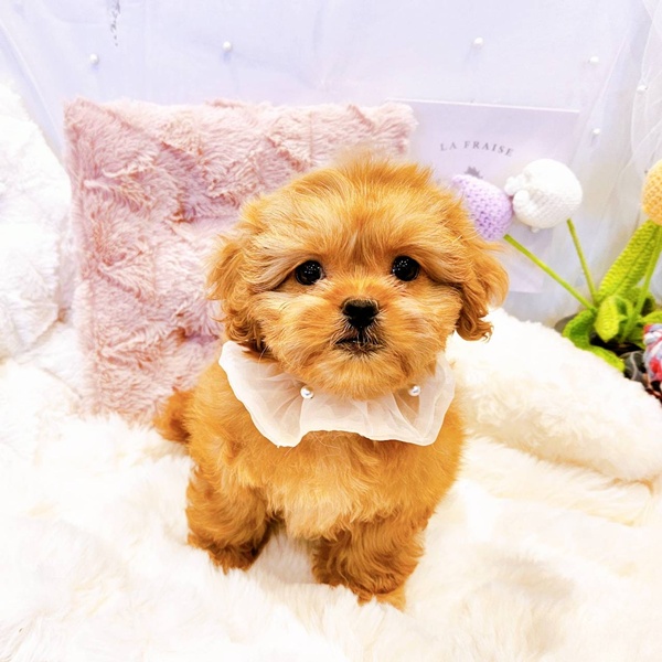 福井県のペキプー(ペキニーズ×プードル) (犬の家＆猫の里福井店/2025年8月17日生まれ/女の子/アプリコット)の子犬の3枚目の画像