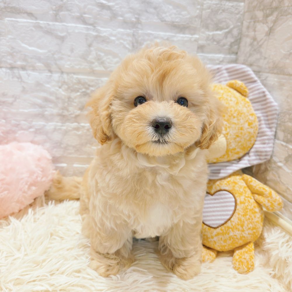 愛知県のマルプー(マルチーズ×プードル) (犬の家＆猫の里MiO香久山店/2025年8月17日生まれ/男の子/クリームホワイト)の子犬の3枚目の画像