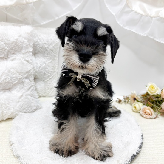 岐阜県のミニチュアシュナウザー (犬の家＆猫の里カラフルタウン岐阜店/2025年8月17日生まれ/男の子/ブラックシルバー)の子犬の3枚目の画像