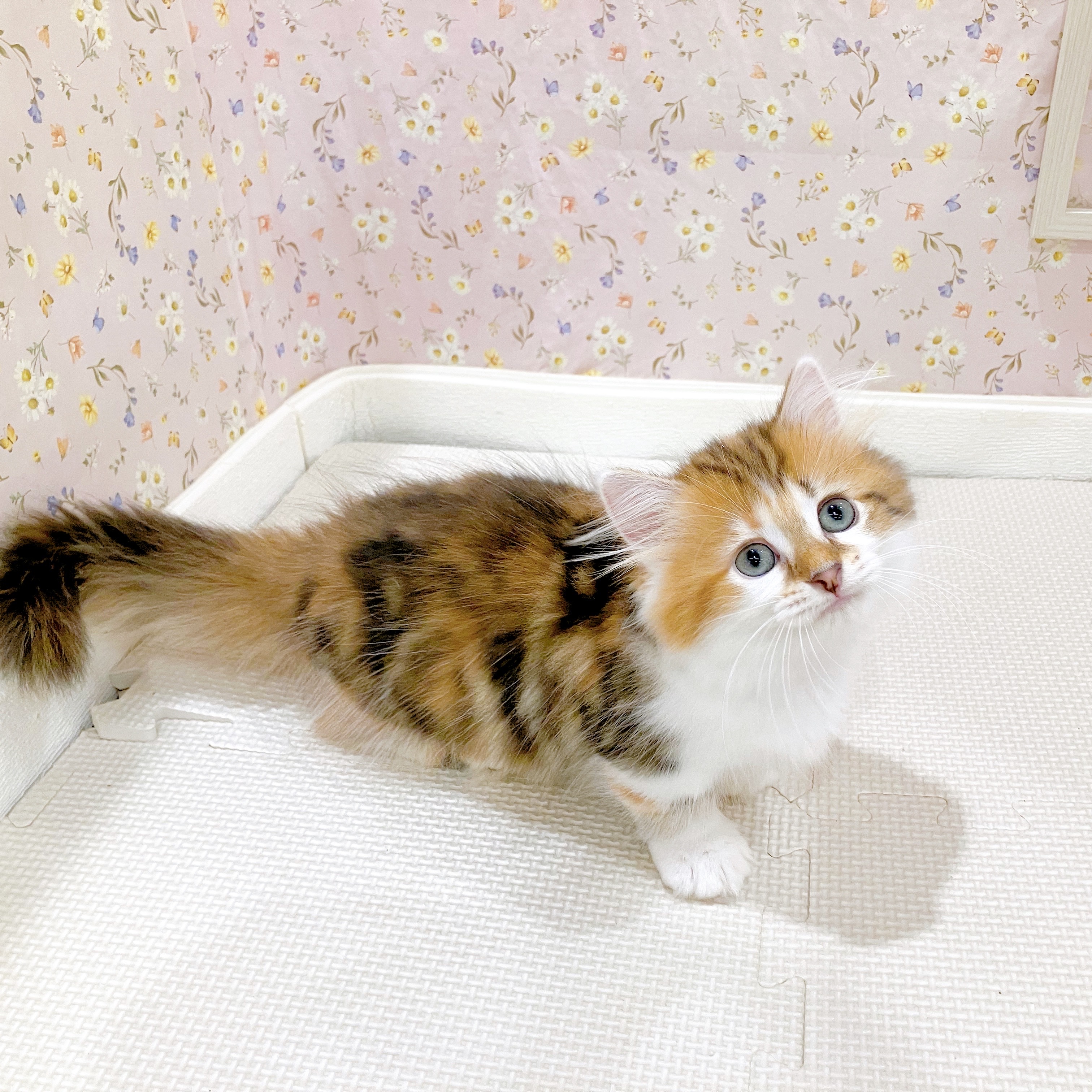 石川県のミヌエット (犬の家＆猫の里金沢店/2025年8月16日生まれ/女の子/ブラウンパッチドタビーホワイト)の子猫の3枚目の画像