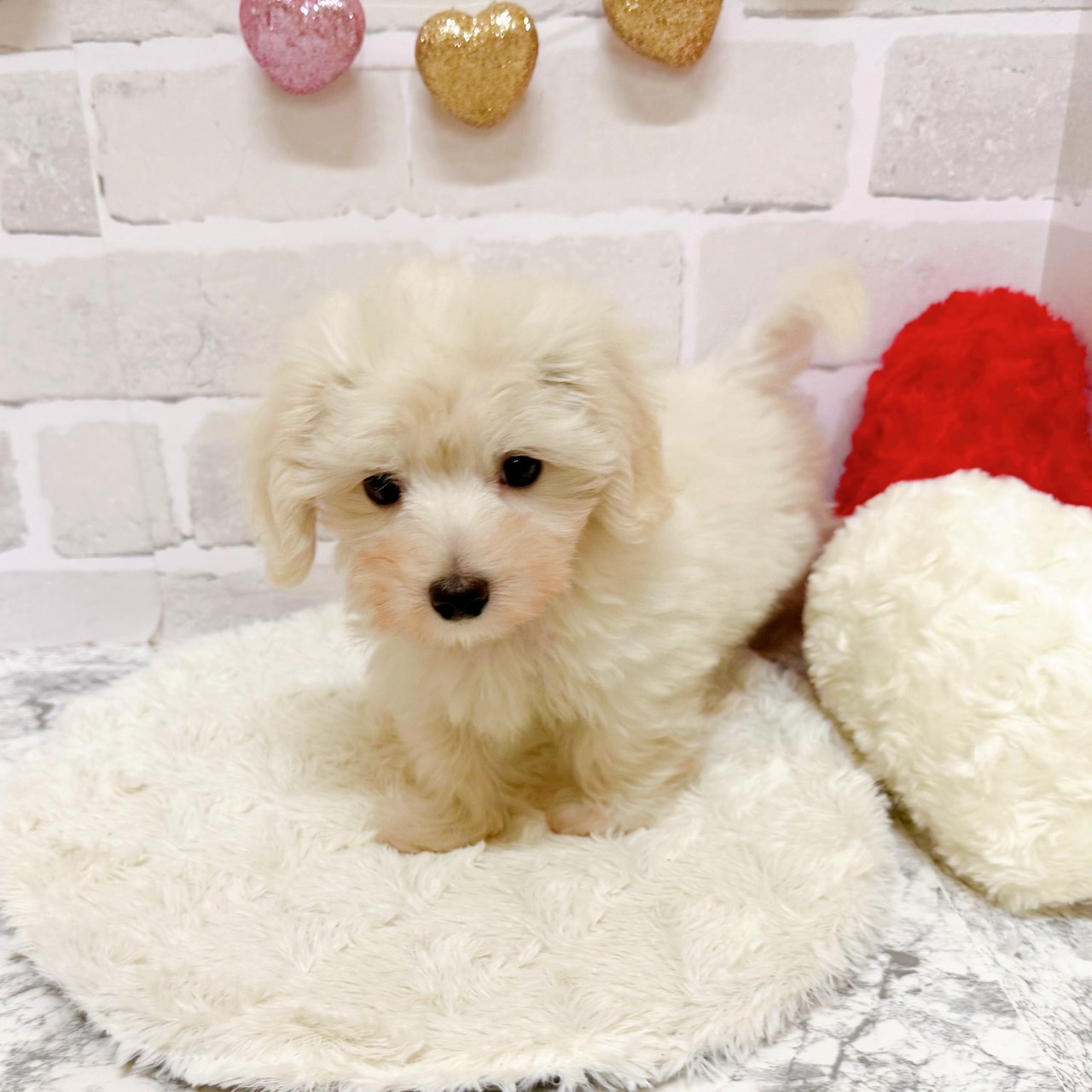 京都府のマルックス(マルチーズ×ダックス) (犬の家＆猫の里京都精華店/2025年8月15日生まれ/男の子/ホワイト)の子犬の3枚目の画像