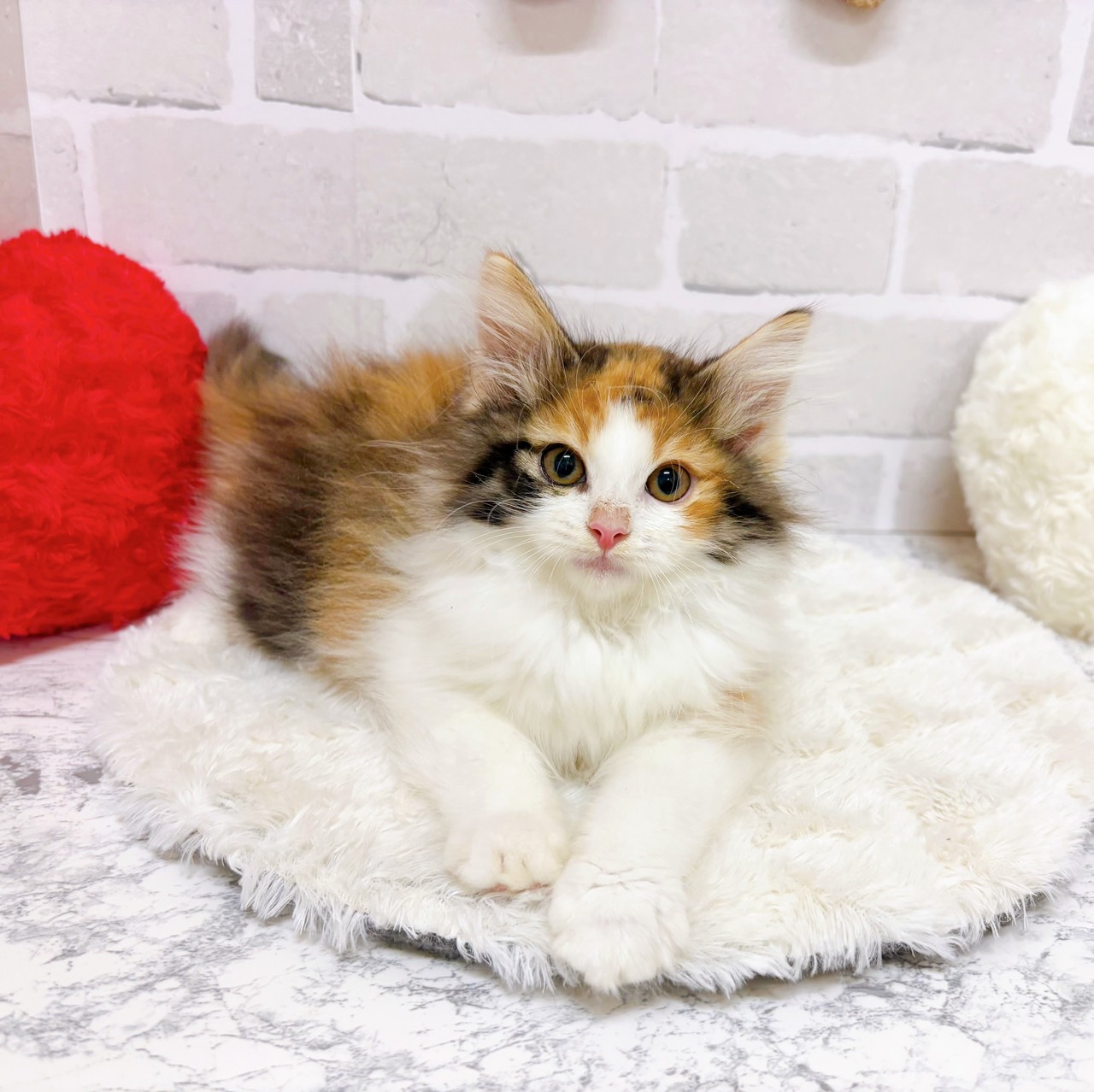 京都府のノルウェージャンフォレストキャット (犬の家＆猫の里京都精華店/2025年8月15日生まれ/女の子/キャリコ)の子猫の3枚目の画像