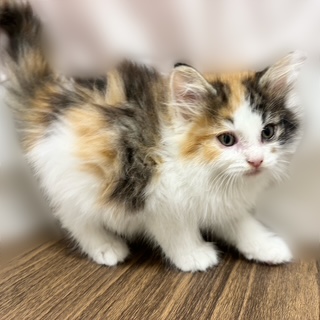 兵庫県のノルウェージャンフォレストキャット (犬の家＆猫の里カナート西神戸店/2025年8月15日生まれ/女の子/キャリコ)の子猫の3枚目の画像