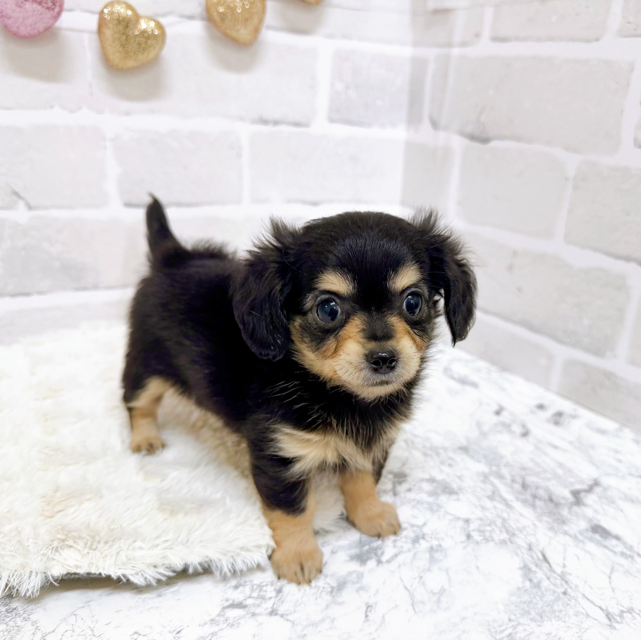 京都府のチワックス(チワワ×ダックス) (犬の家＆猫の里京都精華店/2025年8月17日生まれ/女の子/ブラックタン)の子犬の3枚目の画像