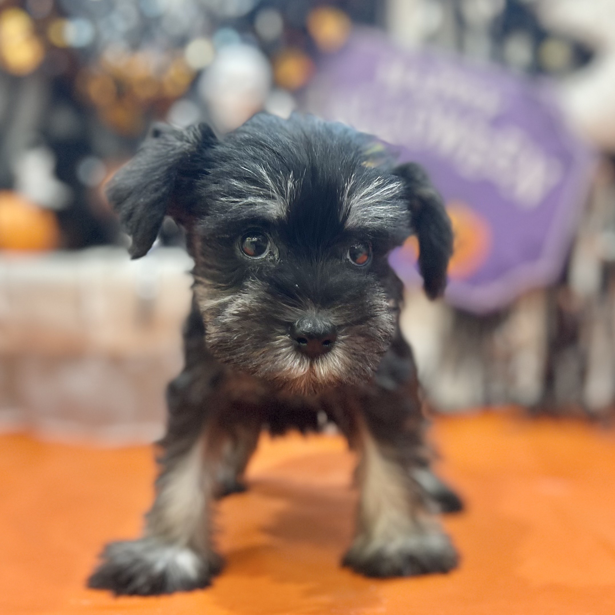 岡山県のミニチュアシュナウザー (犬の家＆猫の里倉敷店/2025年8月16日生まれ/女の子/ブラックシルバー)の子犬の3枚目の画像