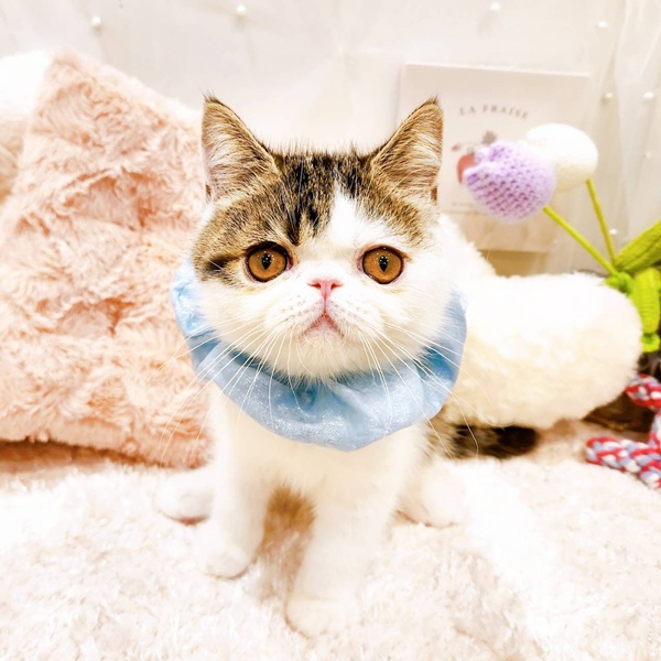 福井県のエキゾチック (犬の家＆猫の里福井店/2025年8月3日生まれ/男の子/ブラウンタビーホワイト)の子猫の1枚目の画像