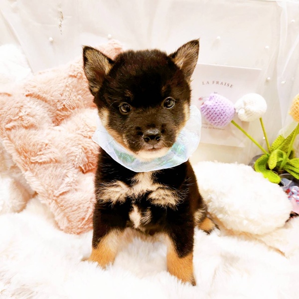 福井県の柴犬(標準サイズ) (犬の家＆猫の里福井店/2025年8月17日生まれ/男の子/黒)の子犬の3枚目の画像