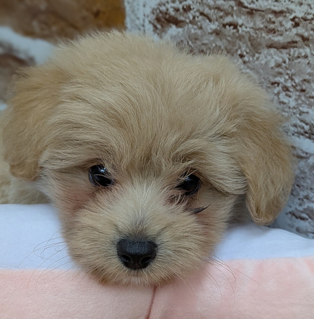 愛知県のポメプー(ポメラニアン×プードル) (犬の家＆猫の里七宝店/2025年8月15日生まれ/男の子/クリーム)の子犬の3枚目の画像