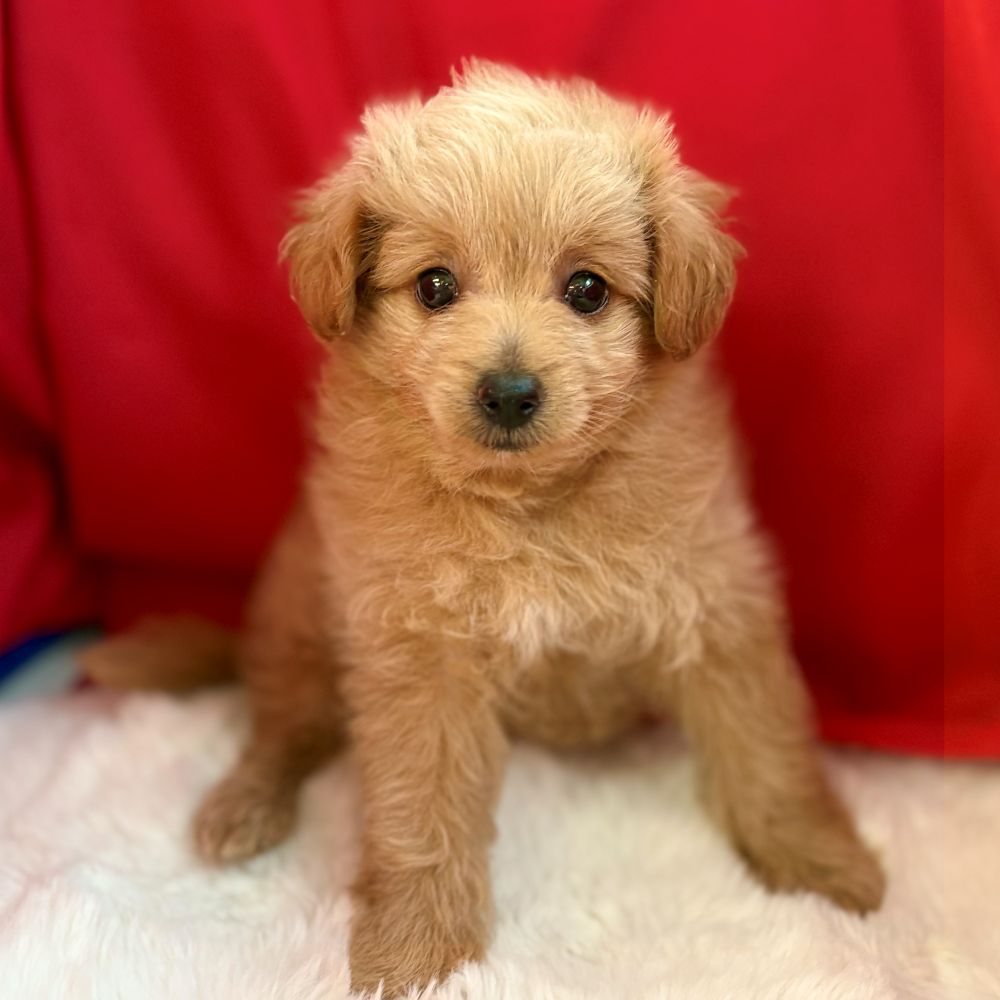 愛知県のポメプー(ポメラニアン×プードル) (犬の家＆猫の里愛知刈谷店/2025年8月15日生まれ/女の子/クリーム)の子犬の3枚目の画像