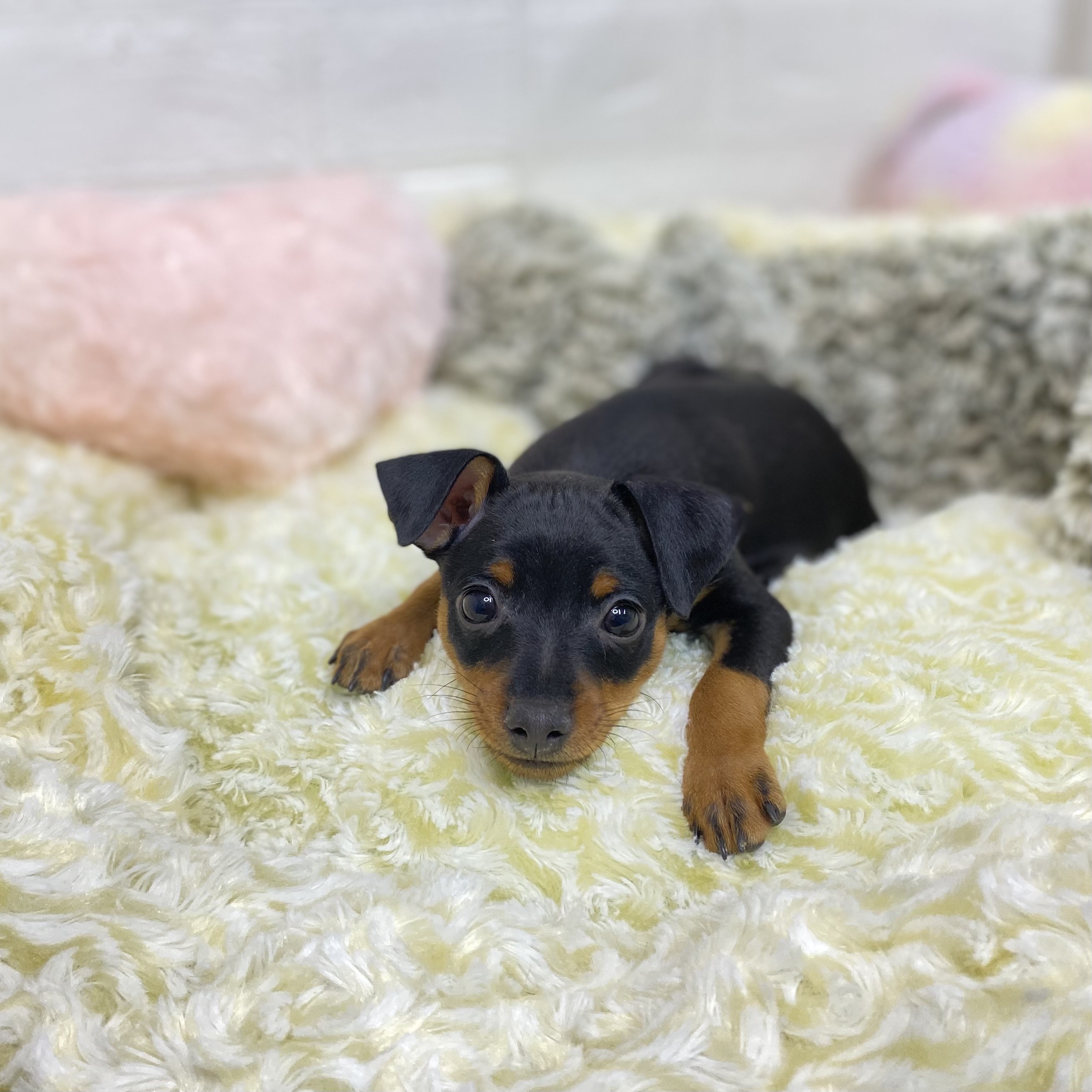 長野県のミニチュアピンシャー (犬の家＆猫の里長野店/2025年8月18日生まれ/女の子/ブラックタン)の子犬の3枚目の画像