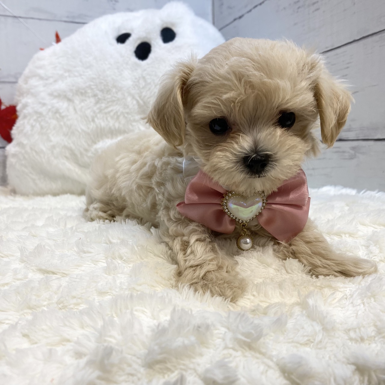 長野県のマルプー(マルチーズ×プードル) (犬の家&猫の里カインズ梓川店/2025年8月18日生まれ/女の子/クリーム)の子犬の3枚目の画像