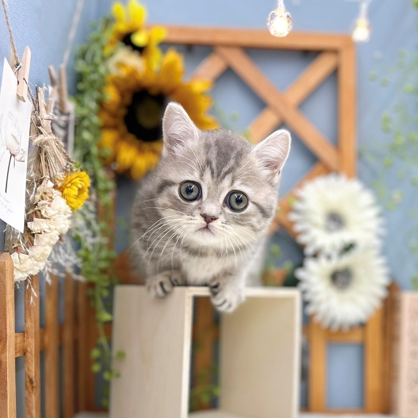 千葉県のミヌエット (犬の家&猫の里ワンズモール稲毛店/2025年8月17日生まれ/女の子/ブルータビー)の子猫の3枚目の画像