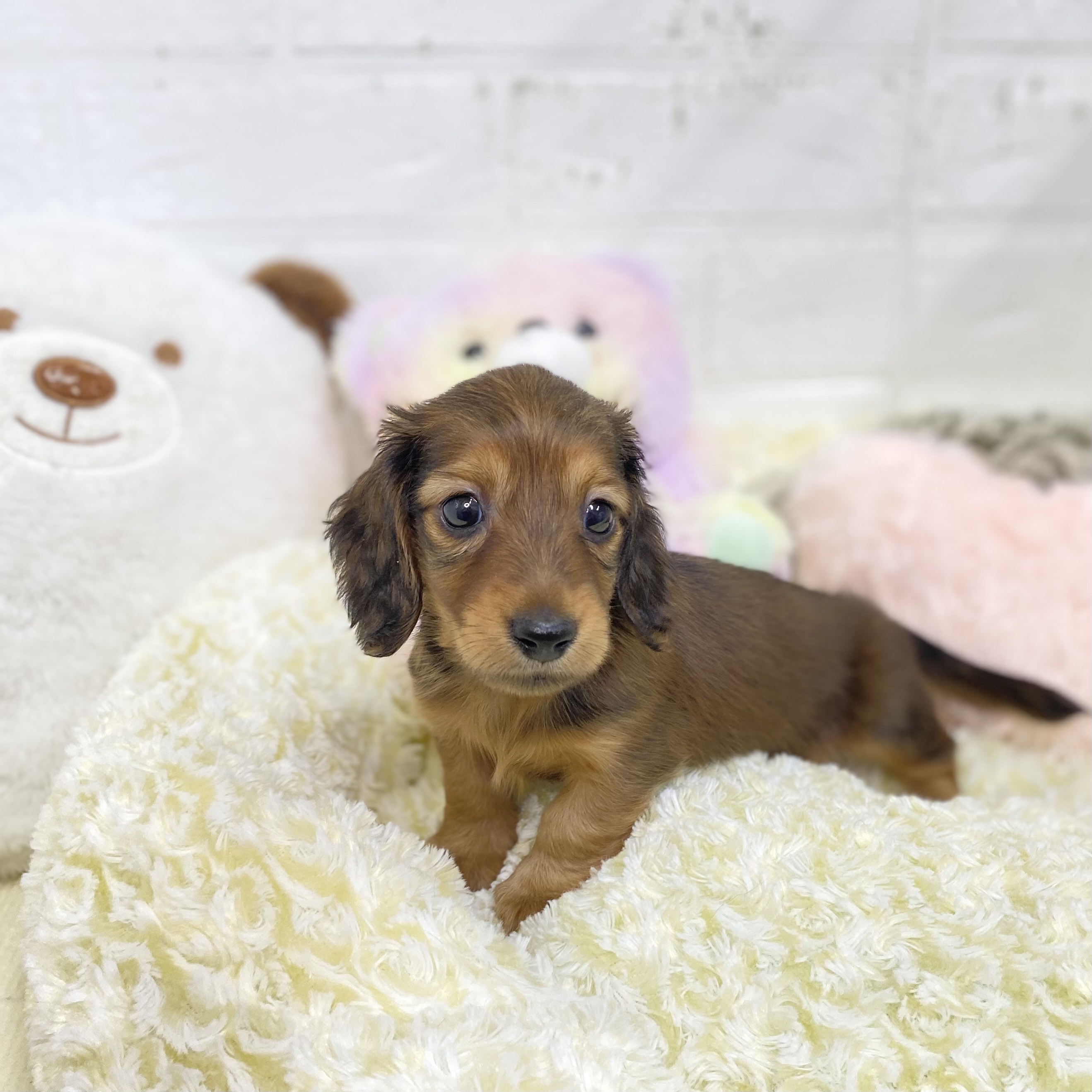 長野県のミニチュアダックスフンド(ロング) (犬の家＆猫の里長野店/2025年8月18日生まれ/男の子/レッド)の子犬の3枚目の画像