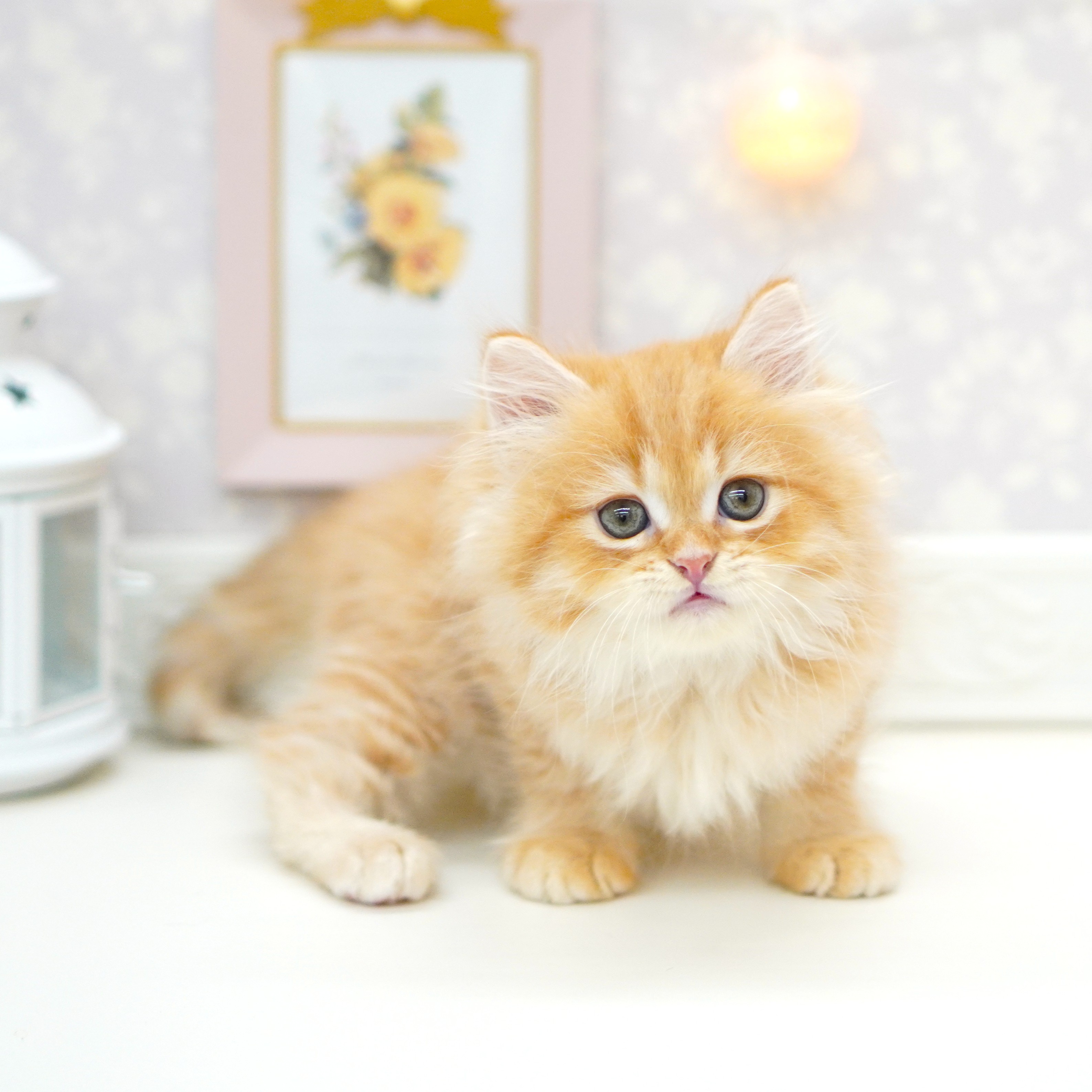 富山県のスコティッシュストレート (犬の家＆猫の里富山店/2025年8月15日生まれ/男の子/レッドタビー)の子猫の3枚目の画像