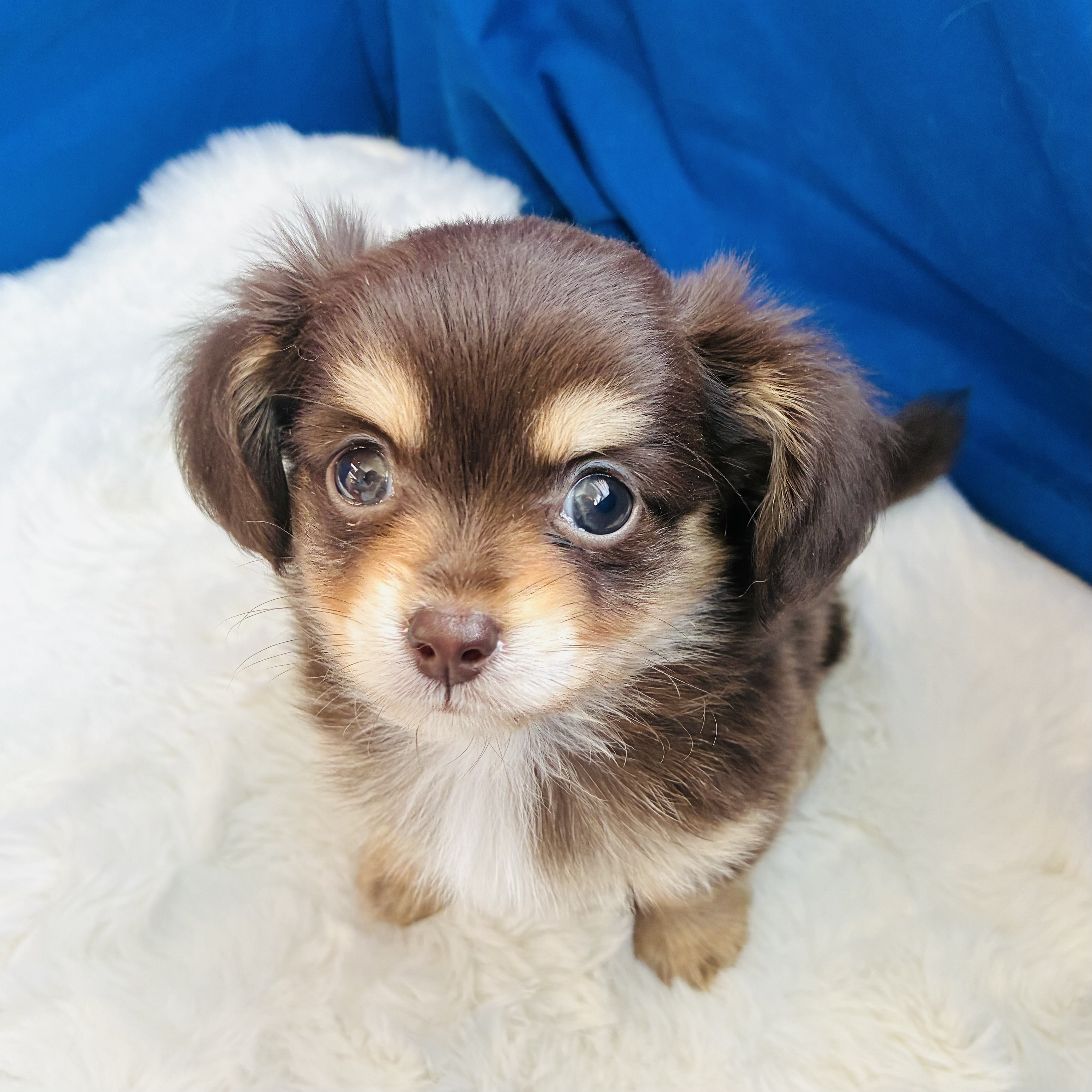 愛知県のチワックス(チワワ×ダックス) (犬の家＆猫の里愛知刈谷店/2025年8月18日生まれ/男の子/チョコレートタン)の子犬の1枚目の画像