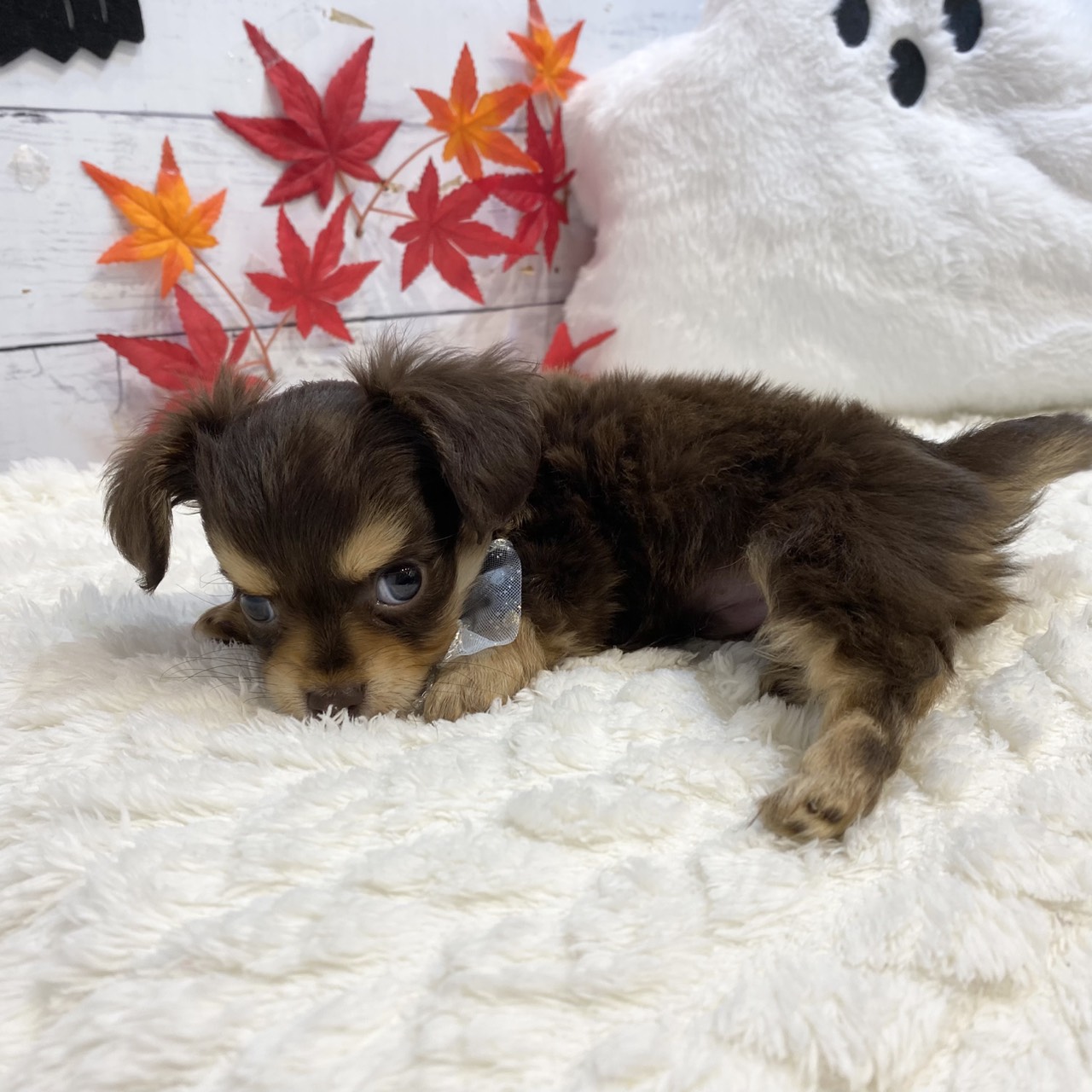 長野県のチワックス(チワワ×ダックス) (犬の家＆猫の里カインズ梓川店/2025年8月18日生まれ/男の子/チョコレートタン)の子犬の3枚目の画像