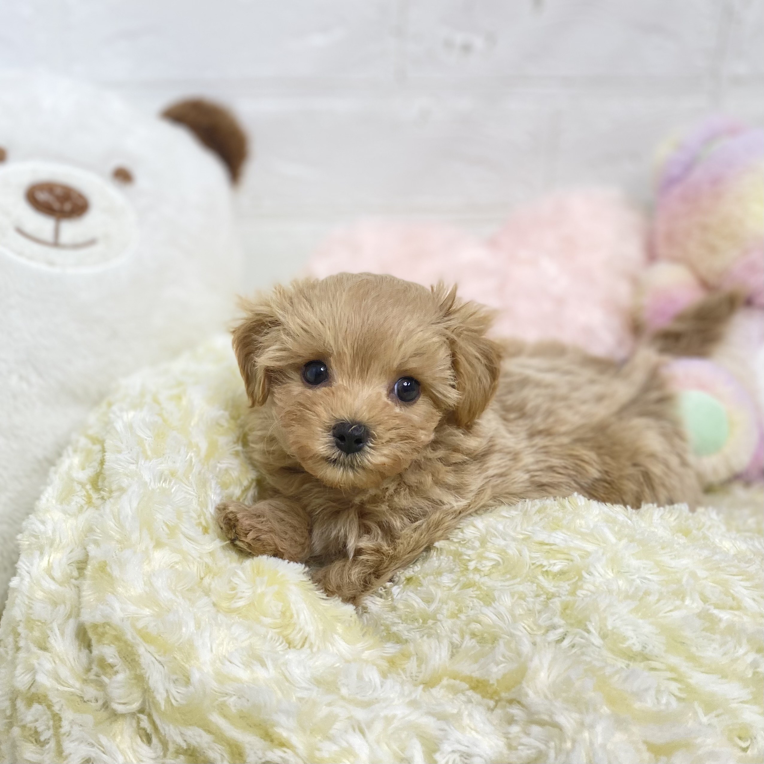 長野県のマルプー(マルチーズ×プードル) (犬の家&猫の里長野店/2025年8月18日生まれ/男の子/アプリコット)の子犬の3枚目の画像