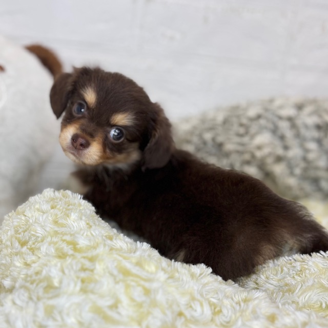 長野県のチワックス(チワワ×ダックス) (犬の家＆猫の里塩尻店/2025年8月18日生まれ/男の子/チョコレートタン)の子犬の3枚目の画像