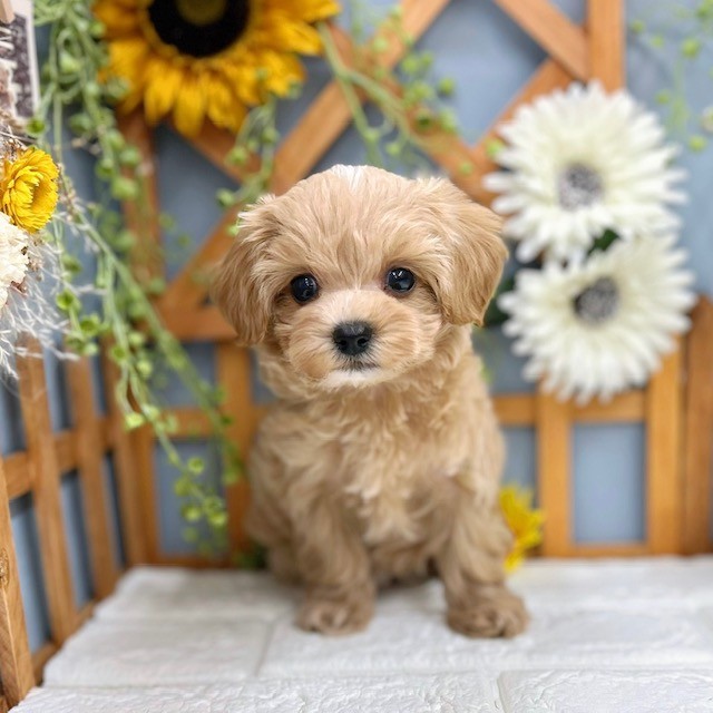 千葉県のマルプー(マルチーズ×プードル) (犬の家&猫の里ワンズモール稲毛店/2025年8月17日生まれ/女の子/クリーム)の子犬の3枚目の画像