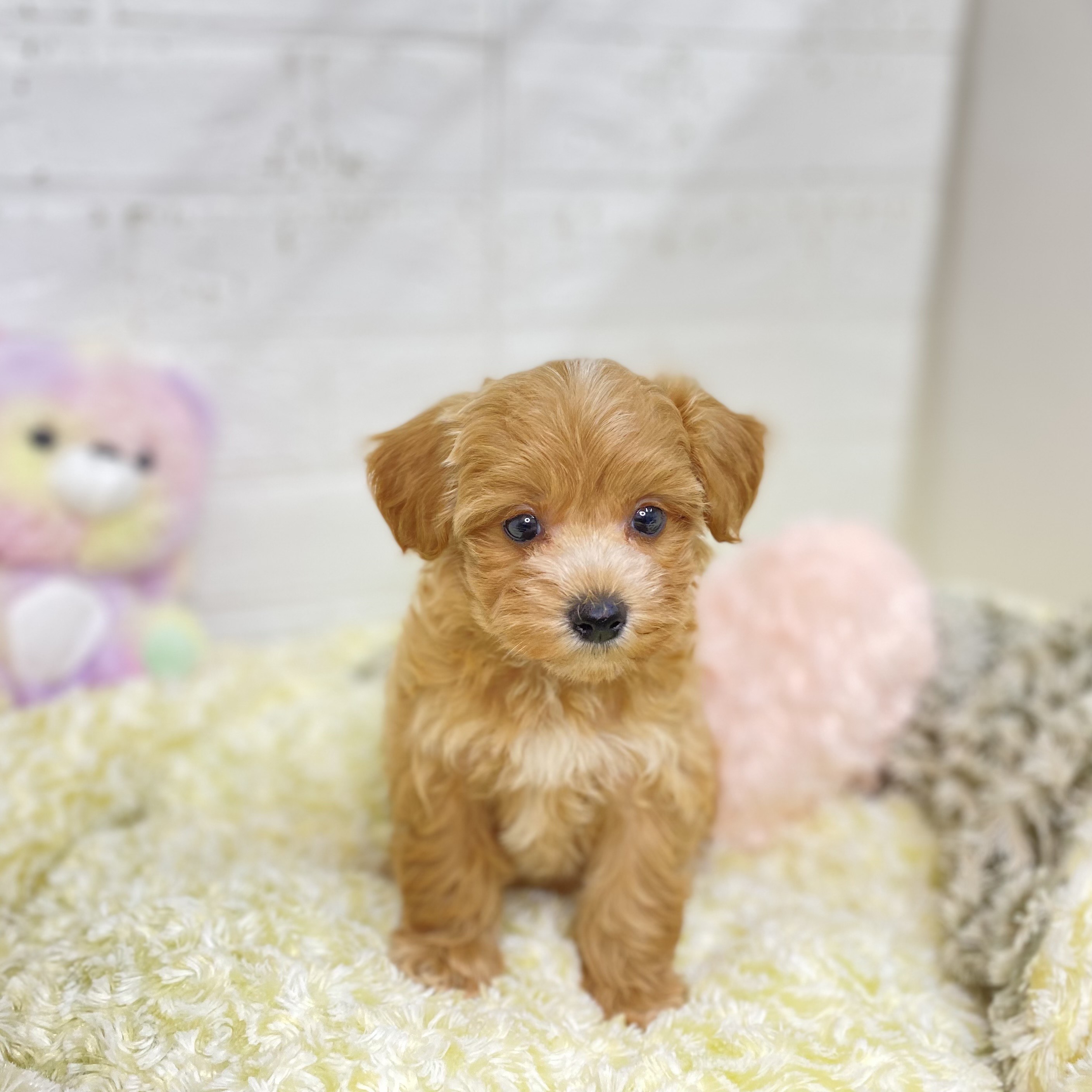 長野県のマルプー(マルチーズ×プードル) (犬の家&猫の里長野店/2025年8月18日生まれ/女の子/クリーム)の子犬の3枚目の画像