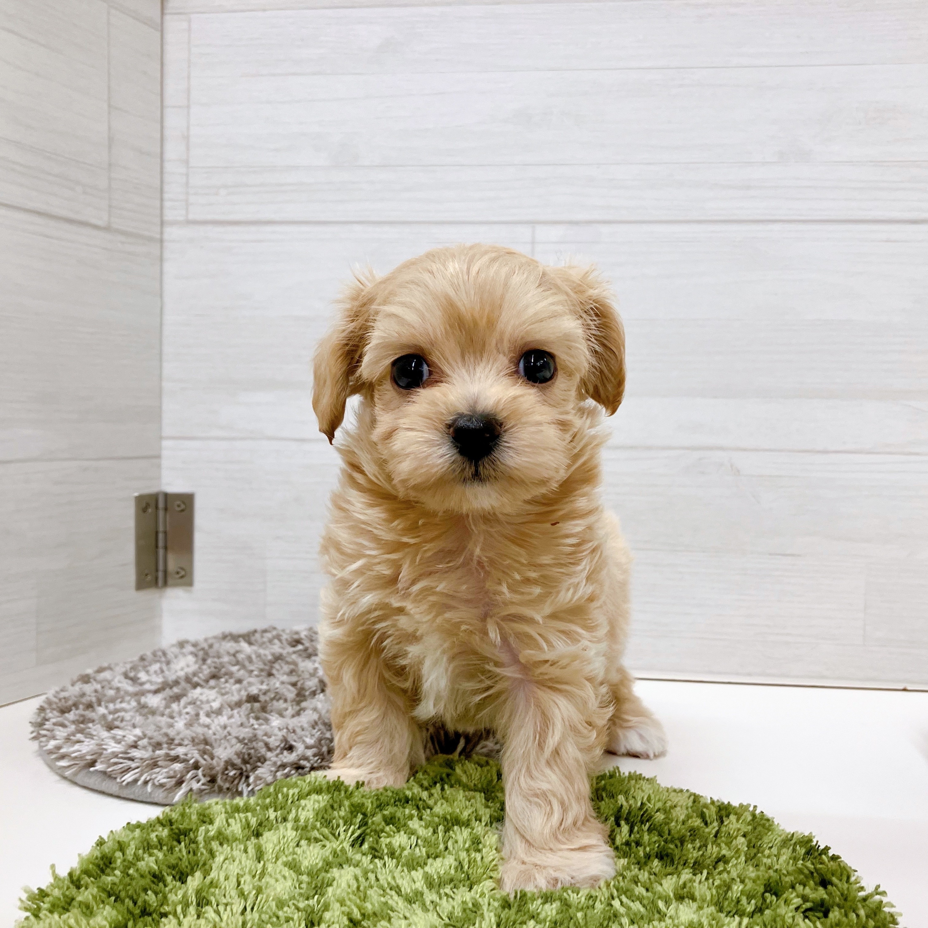 石川県のチワプー/プーチー(チワワ×プードル) (犬の家＆猫の里アミーゴ金沢おこばた店/2025年8月17日生まれ/男の子/アプリコット)の子犬の3枚目の画像