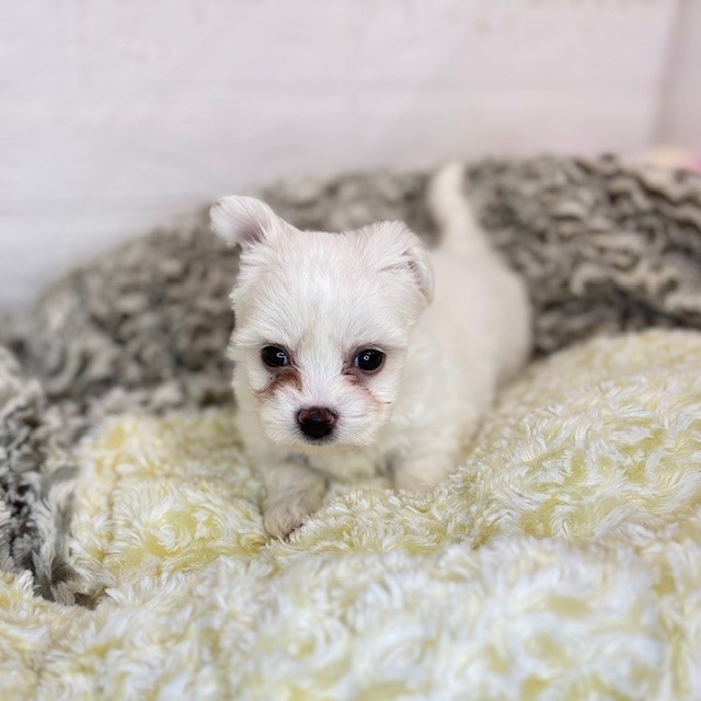 長野県のハーフ犬・ミックス犬 (犬の家＆猫の里長野店/2025年8月17日生まれ/男の子/クリーム)の子犬の3枚目の画像