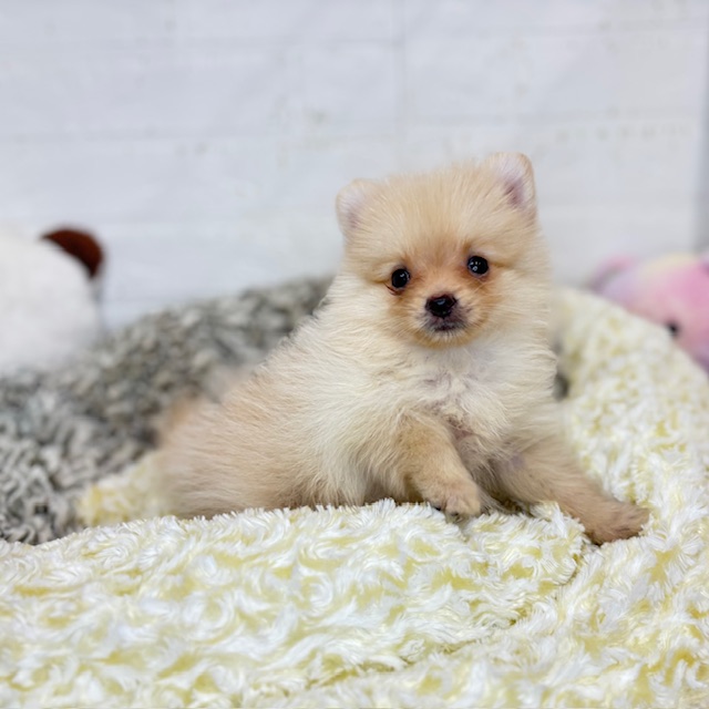 長野県のポメラニアン (犬の家＆猫の里塩尻店/2025年8月19日生まれ/女の子/クリーム)の子犬の3枚目の画像