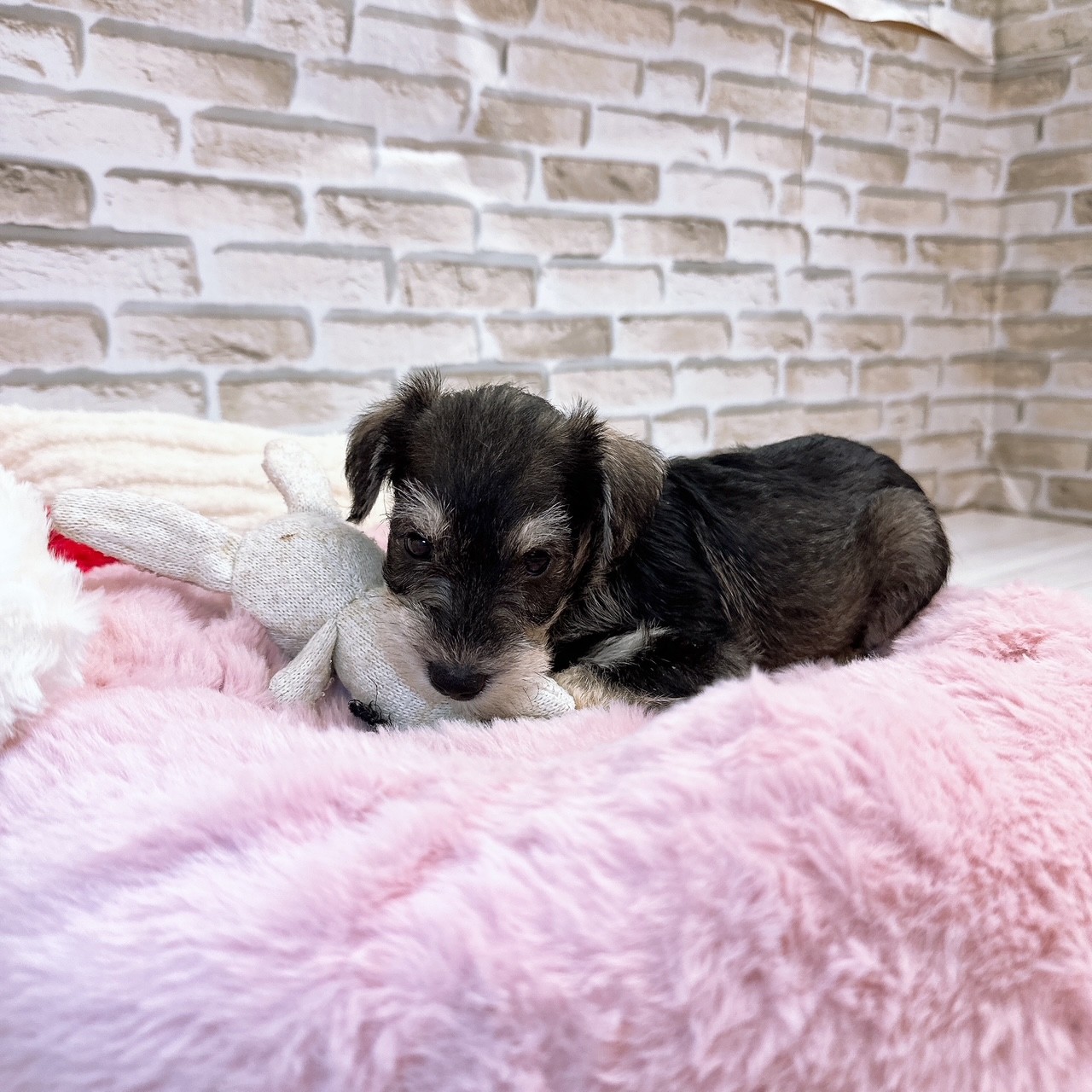 神奈川県のミニチュアシュナウザー (犬の家＆猫の里モザイクモール港北店/2025年8月17日生まれ/女の子/ソルトペッパー)の子犬の3枚目の画像