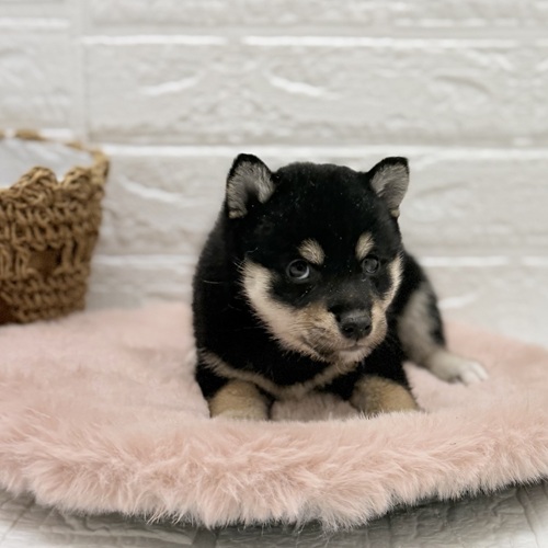 愛知県の柴犬(標準サイズ) (犬の家＆猫の里豊川インター店/2025年8月19日生まれ/女の子/黒)の子犬の3枚目の画像