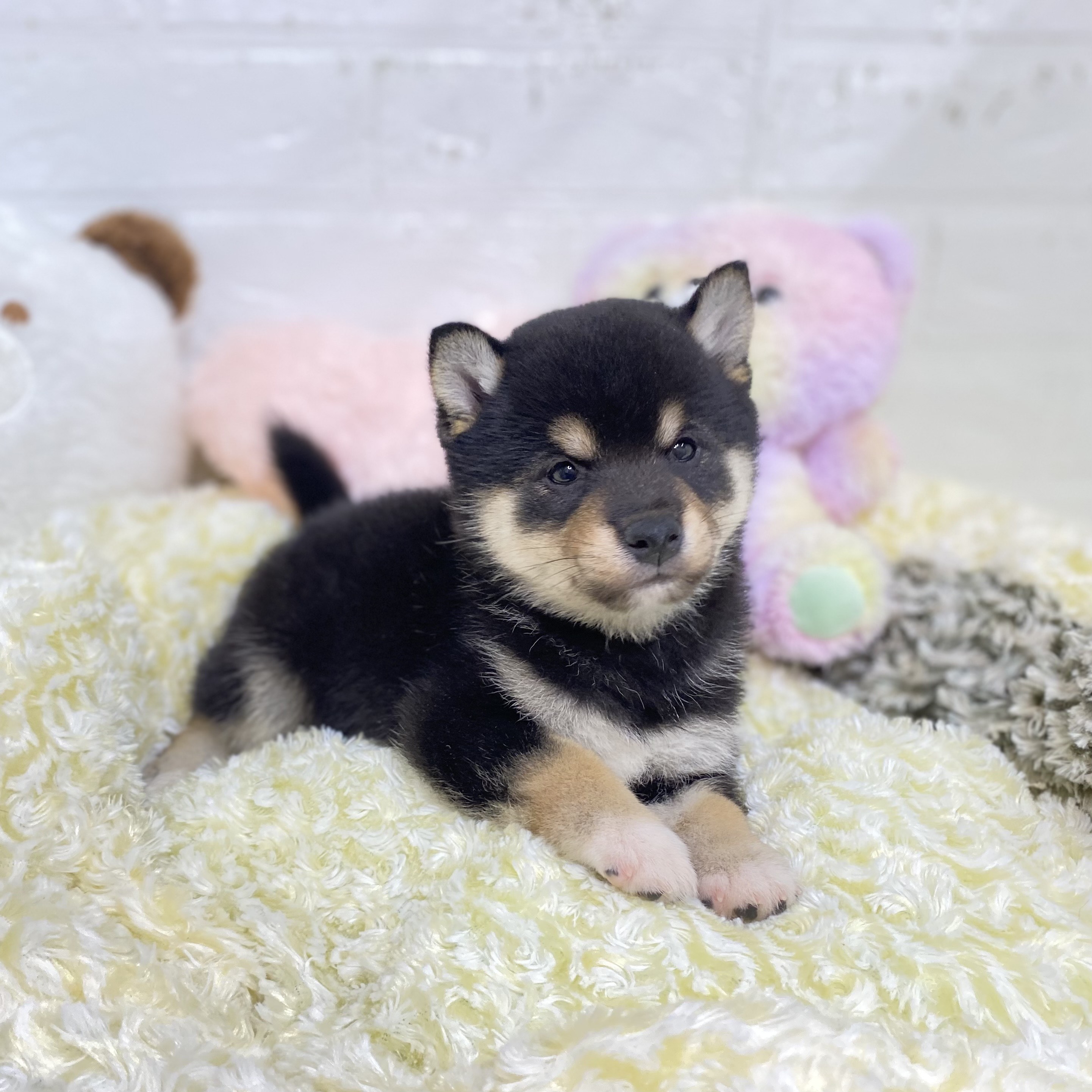 長野県の柴犬(標準サイズ) (犬の家＆猫の里長野店/2025年8月19日生まれ/男の子/黒)の子犬の3枚目の画像