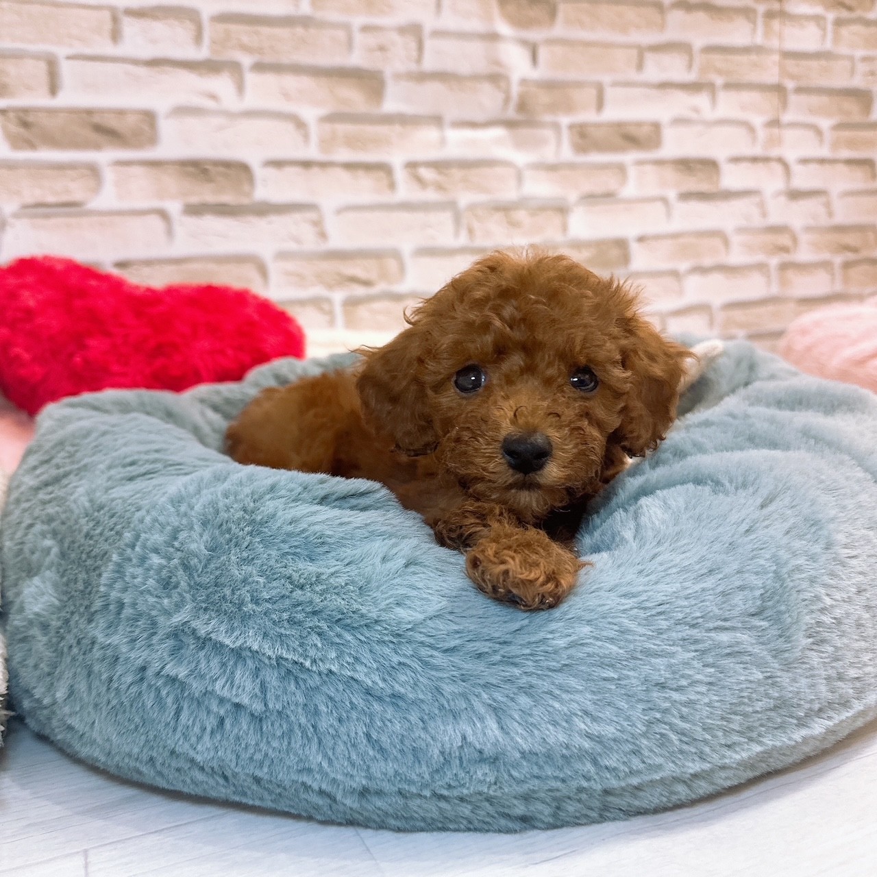 神奈川県のトイプードル(トイ) (犬の家＆猫の里モザイクモール港北店/2025年8月17日生まれ/男の子/レッド)の子犬の3枚目の画像